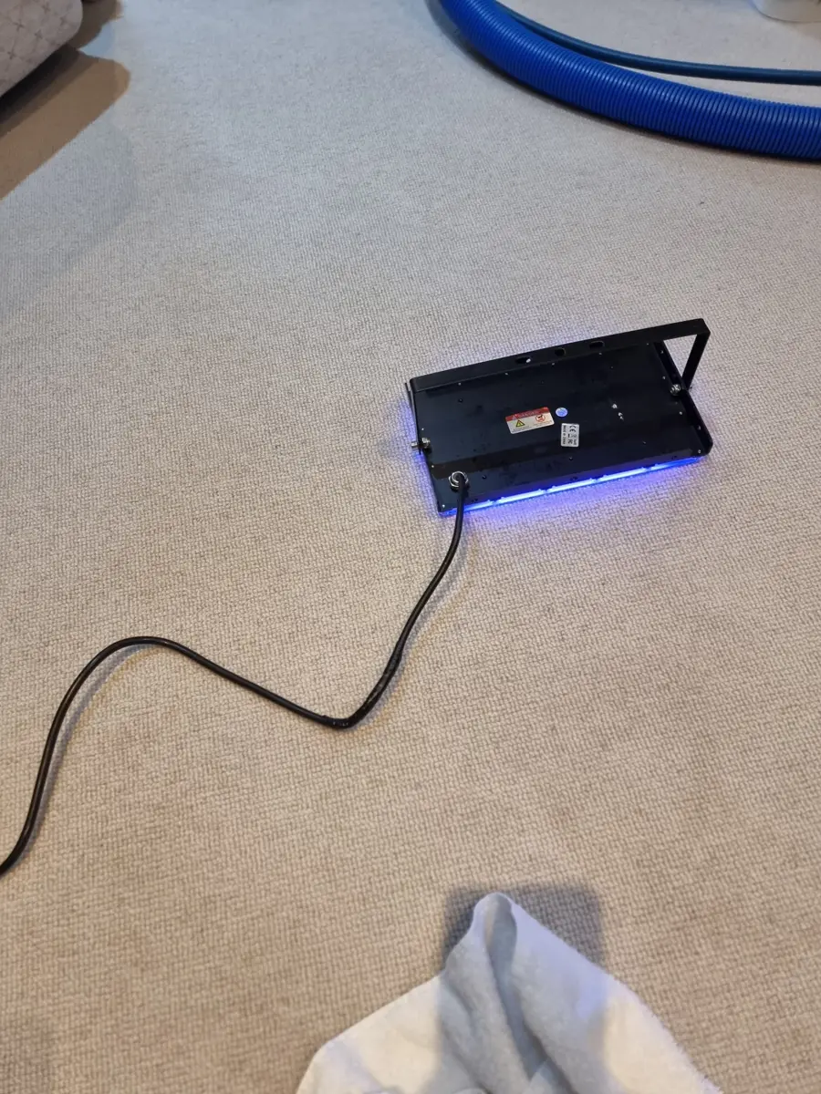 UV lamp finding pet urine in carpet